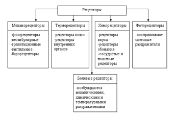 классификация рецепторов - student2.ru