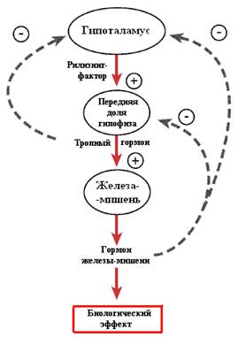 Клеточное строение аденогипофиза - student2.ru