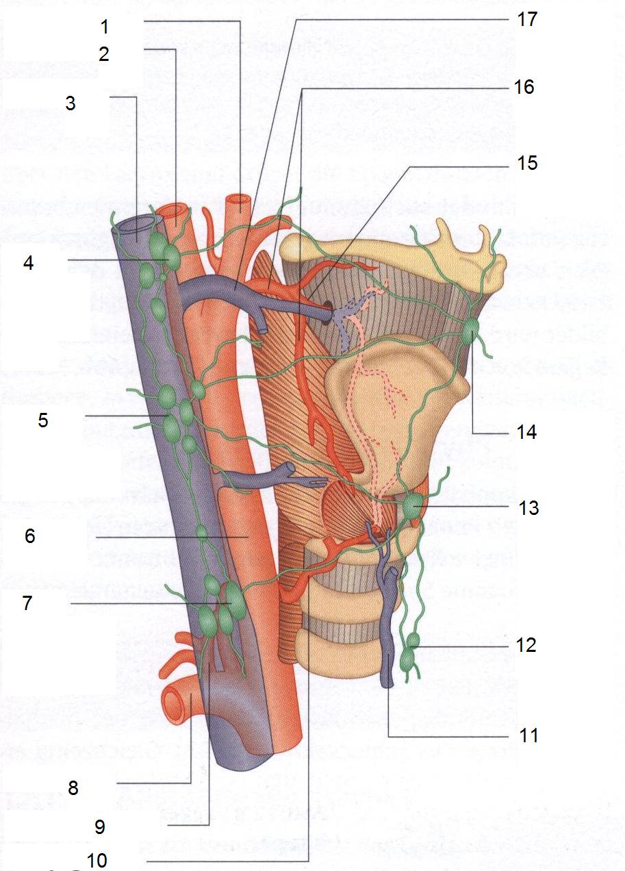 Нерв глотки. Строение гортани человека анатомия. Гортань надгортанник трахея. Сагиттальный срез гортани. Трахея надгортанник анатомия.