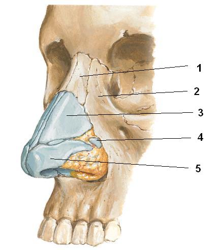 Клиническая анатомия наружного носа - student2.ru