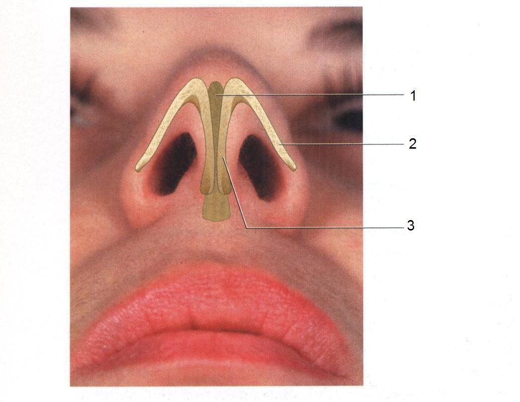 Нос человека внутри как устроен фото