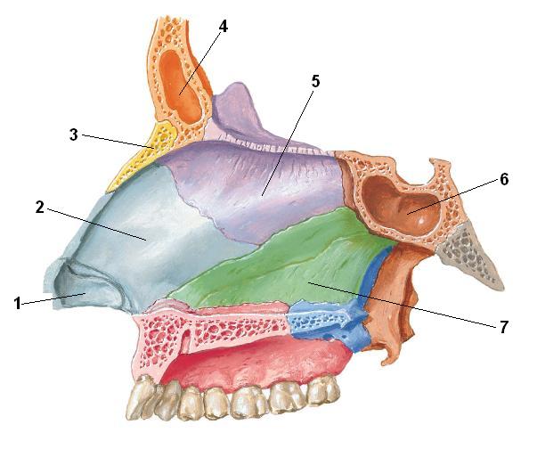 Клиническая анатомия полости носа - student2.ru