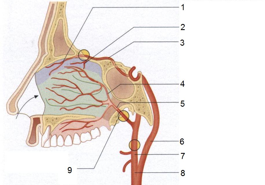 Клиническая анатомия полости носа - student2.ru
