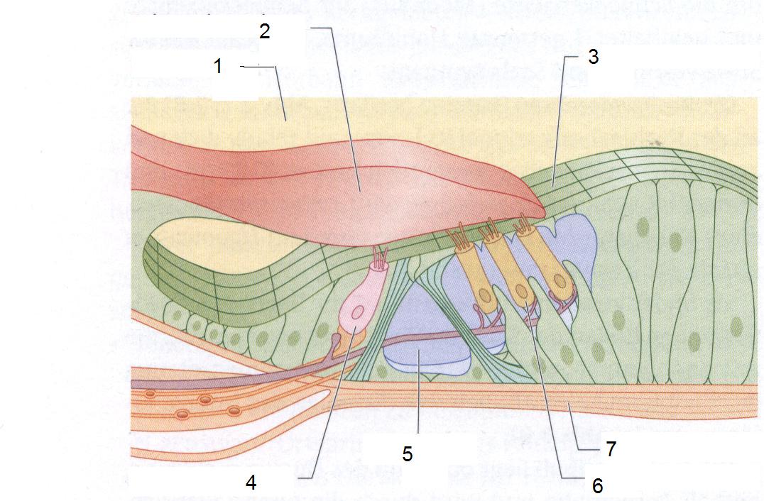 Мембраны внутреннего уха. Кортиев орган волосковые клетки. Кортиев орган клетки. Кортиев орган внутреннего уха. Стереоцилии Кортиев орган.