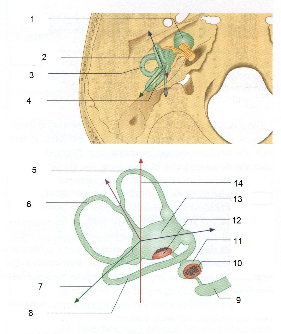 Клиническая анатомия внутреннего уха - student2.ru