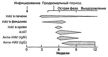 Клинические корреляции. Болезни печени классифицируются по трем основным группам: гепатоцеллю­лярные - student2.ru