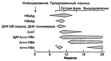Клинические корреляции. Болезни печени классифицируются по трем основным группам: гепатоцеллю­лярные - student2.ru