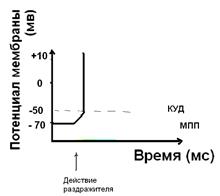 Концентрация ионов внутри и вне клетки - student2.ru