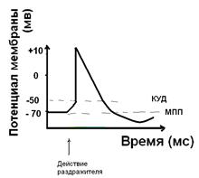 Концентрация ионов внутри и вне клетки - student2.ru