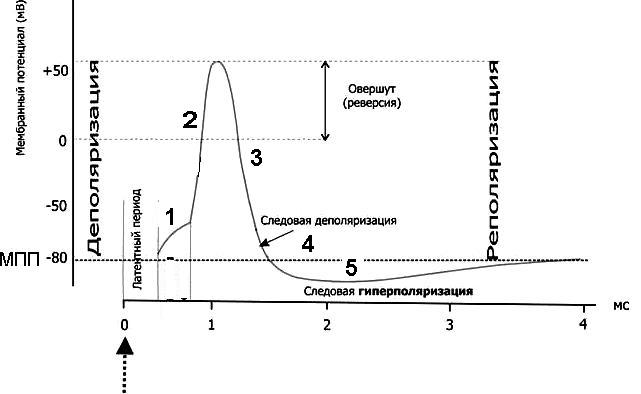 Концентрация ионов внутри и вне клетки - student2.ru