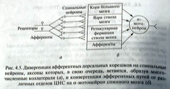 Конвергенция. Окклюзия и центральное облегчение. - student2.ru