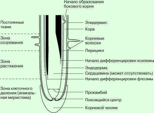 Корневая система как орган поглощения воды. Состояние воды в почве. Поступление и передвижение воды в корне: пути и механизмы - student2.ru