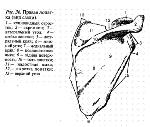 Кости верхней конечности - student2.ru