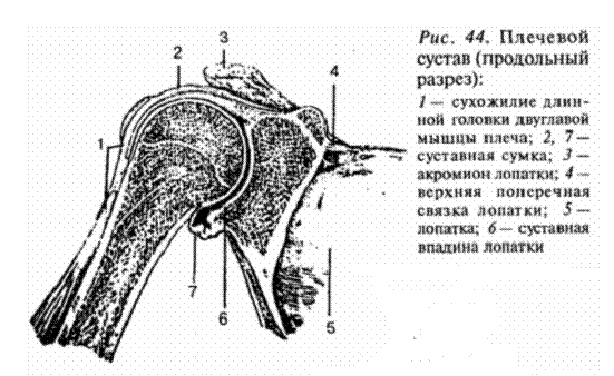 Кости верхней конечности - student2.ru