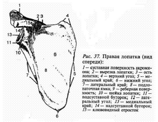 Кости верхней конечности - student2.ru