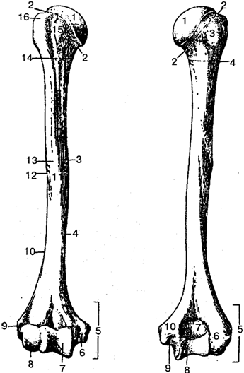 Кости верхней конечности - student2.ru