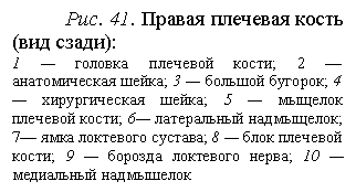 Кости верхней конечности - student2.ru