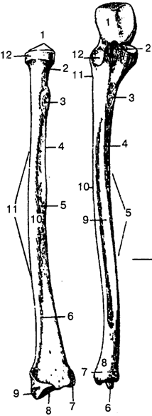 Кости верхней конечности - student2.ru