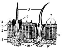 кожные покровы и их производные - student2.ru