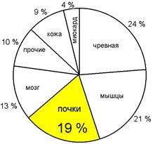 Кровообращение в почке, особенности его регуляции - student2.ru