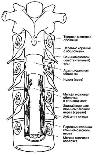 Кровоснабжение спинного мозга - student2.ru