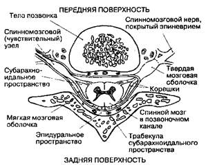 Кровоснабжение спинного мозга - student2.ru