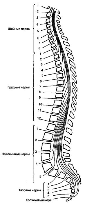 Кровоснабжение спинного мозга - student2.ru