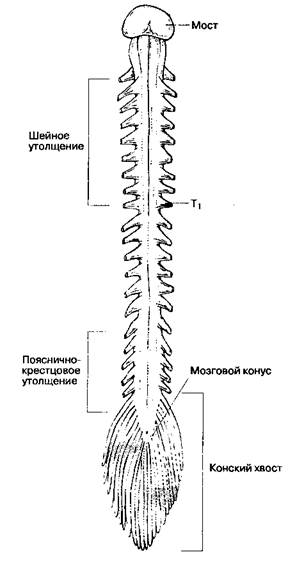 Кровоснабжение спинного мозга - student2.ru