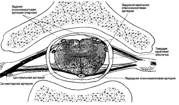 Кровоснабжение спинного мозга - student2.ru