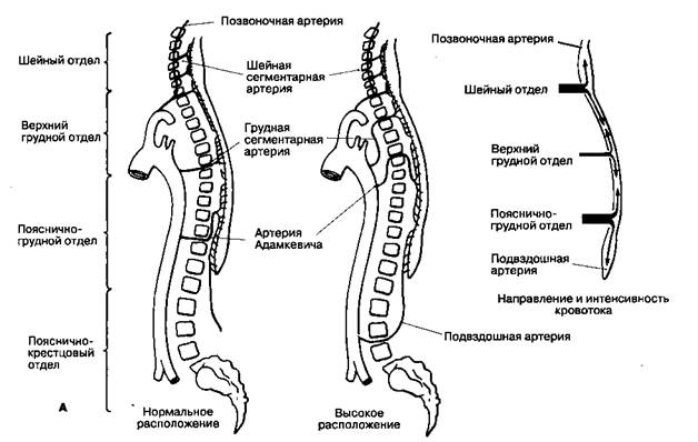 Кровоснабжение спинного мозга - student2.ru