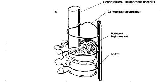 Кровоснабжение спинного мозга - student2.ru