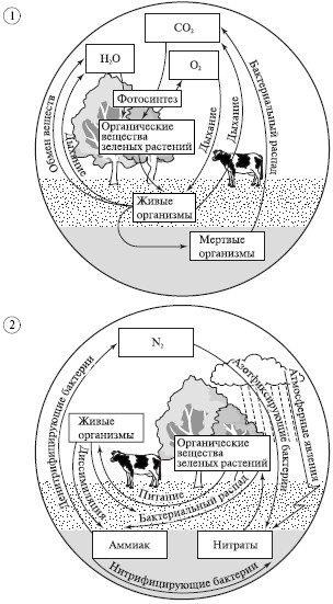 Круговорот веществ и энергии в биосфере - student2.ru