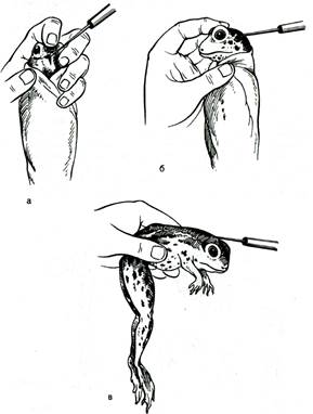 Лабораторная работа № 2.2. Приготовление нервно-мышечного препарата лягушки. - student2.ru