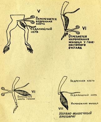 Лабораторная работа № 2.2. Приготовление нервно-мышечного препарата лягушки. - student2.ru