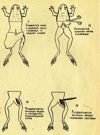 Лабораторная работа № 2.2. Приготовление нервно-мышечного препарата лягушки. - student2.ru