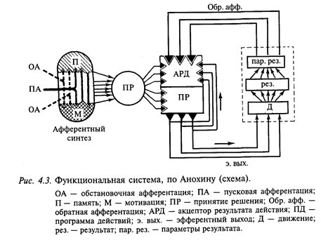 лимбическая система головного мозга - student2.ru