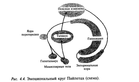 лимбическая система головного мозга - student2.ru