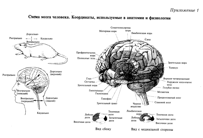 лобные доли мозга и регуляция психической деятельности человека - student2.ru