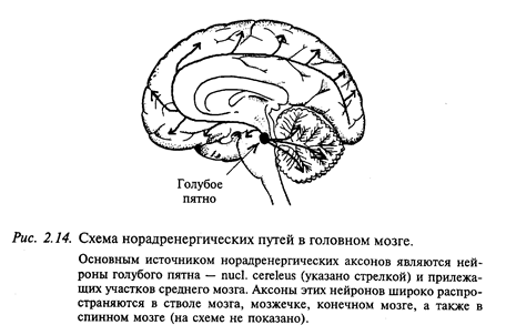 медиаторы нервной системы - student2.ru