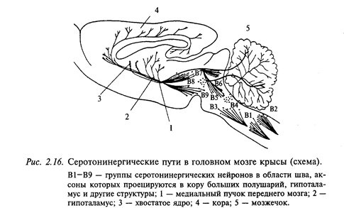 медиаторы нервной системы - student2.ru