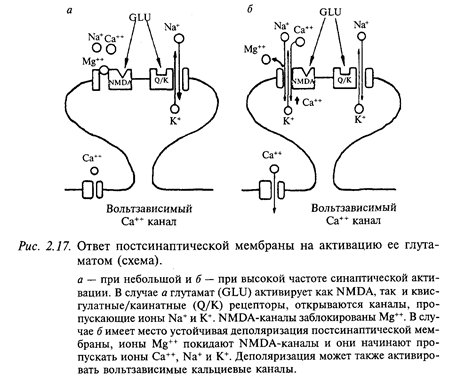 медиаторы нервной системы - student2.ru