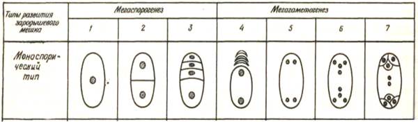 мегаспорогенез и женский гаметофит - student2.ru