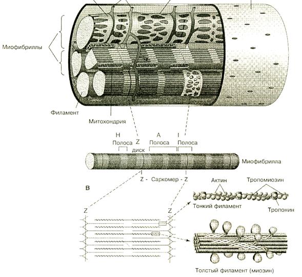 Механизм мышечного сокращения - student2.ru