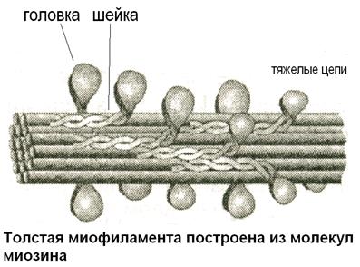 Механизм мышечного сокращения - student2.ru