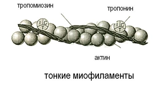 Механизм мышечного сокращения - student2.ru