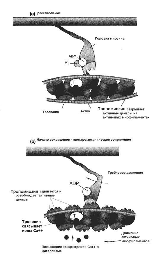 Механизм мышечного сокращения - student2.ru