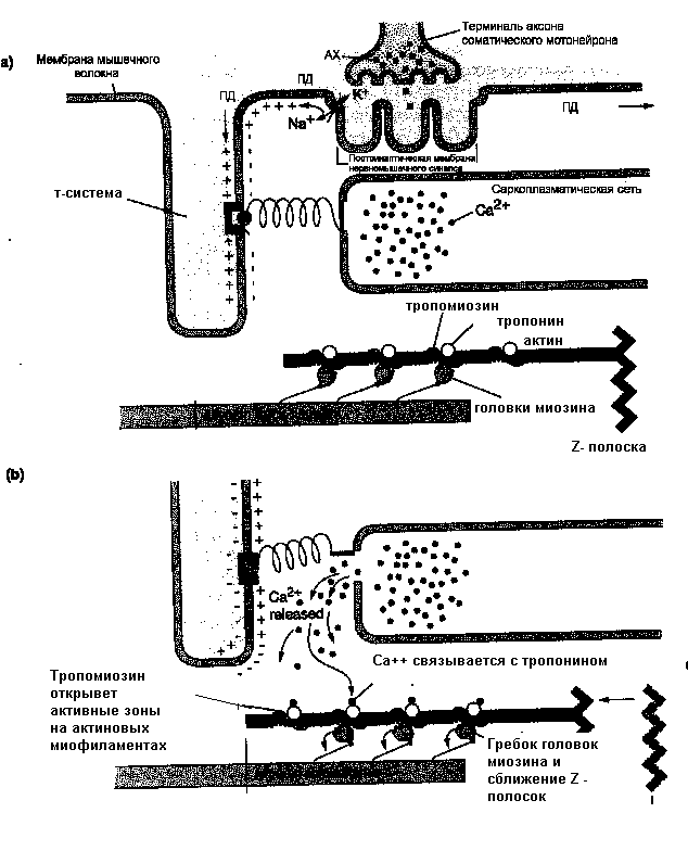 Механизм мышечного сокращения - student2.ru