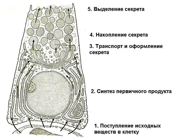 Механизм секреции слюны - student2.ru