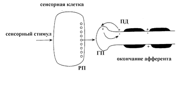 Механизм трансдукции сенсорного сигнала во вторичночувствующем рецепторе - student2.ru