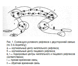 Механизмы образования условных рефлексов - student2.ru